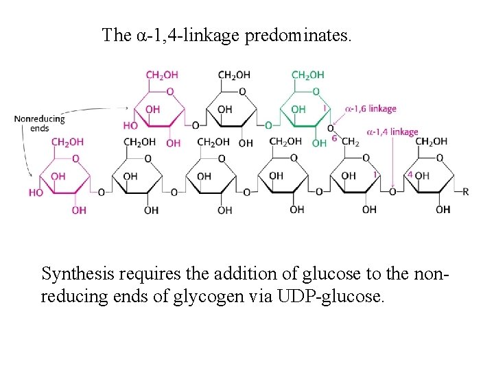 The α-1, 4 -linkage predominates. Synthesis requires the addition of glucose to the nonreducing