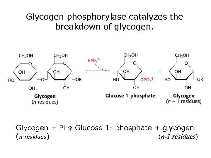 Glycogen phosphorylase catalyzes the breakdown of glycogen. Glycogen + Pi Glucose 1 - phosphate
