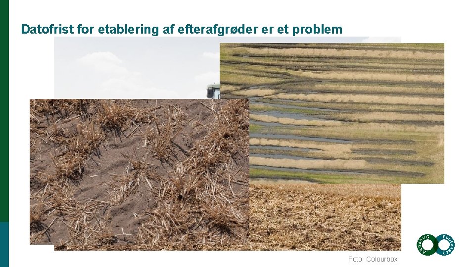 Datofrist for etablering af efterafgrøder er et problem Foto: Colourbox 