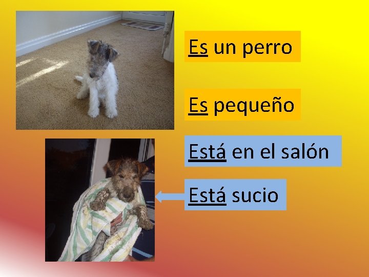 Es un perro Es pequeño Está en el salón Está sucio 