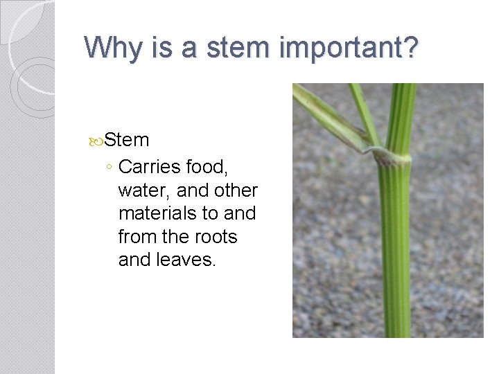 Why is a stem important? Stem ◦ Carries food, water, and other materials to