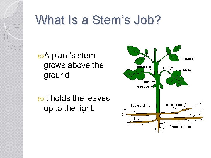 What Is a Stem’s Job? A plant’s stem grows above the ground. It holds