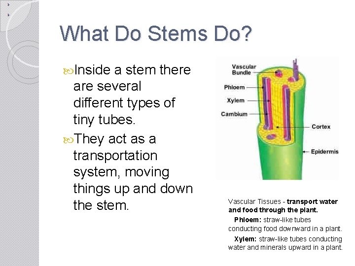 What Do Stems Do? Inside a stem there are several different types of tiny