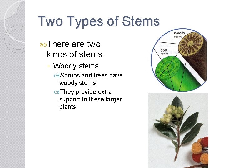 Two Types of Stems There are two kinds of stems. ◦ Woody stems Shrubs