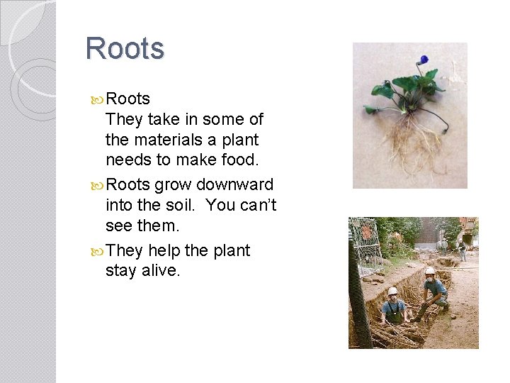 Roots They take in some of the materials a plant needs to make food.