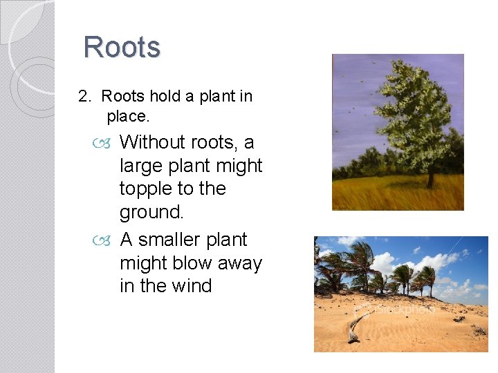 Roots 2. Roots hold a plant in place. Without roots, a large plant might