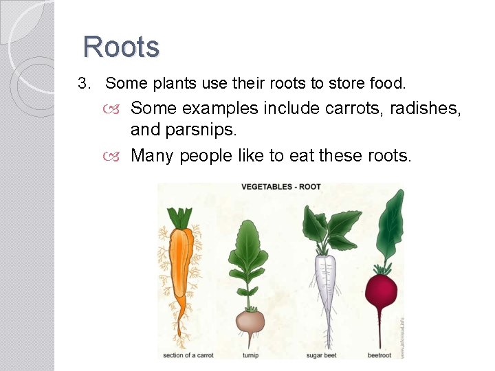 Roots 3. Some plants use their roots to store food. Some examples include carrots,