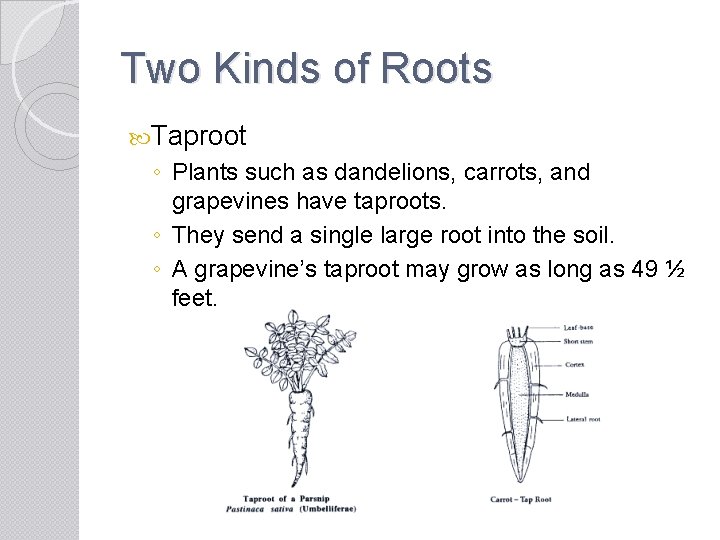 Two Kinds of Roots Taproot ◦ Plants such as dandelions, carrots, and grapevines have