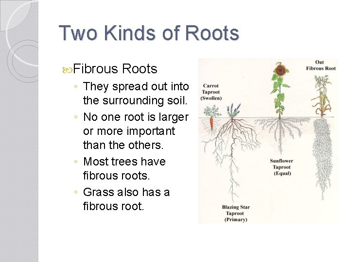 Two Kinds of Roots Fibrous Roots ◦ They spread out into the surrounding soil.