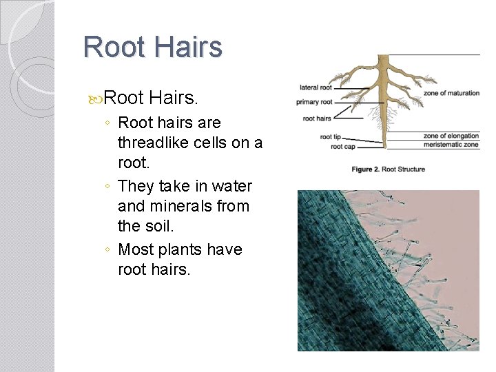 Root Hairs. ◦ Root hairs are threadlike cells on a root. ◦ They take