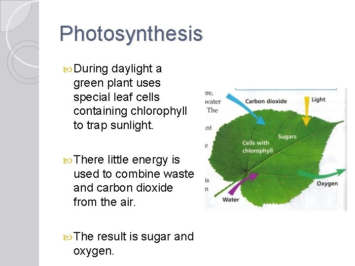 Photosynthesis During daylight a green plant uses special leaf cells containing chlorophyll to trap