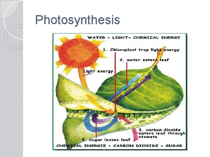 Photosynthesis 