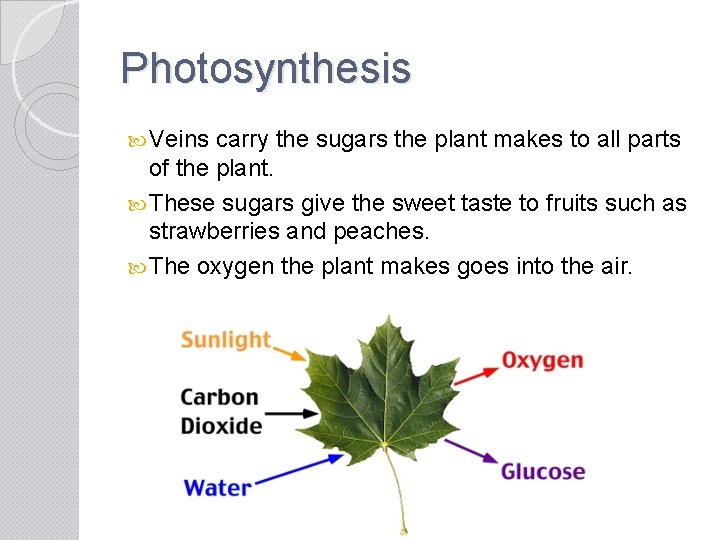 Photosynthesis Veins carry the sugars the plant makes to all parts of the plant.