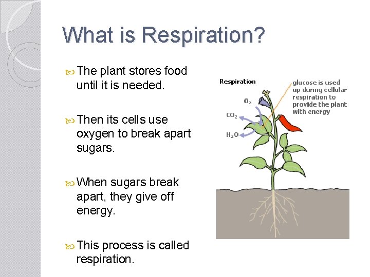 What is Respiration? The plant stores food until it is needed. Then its cells