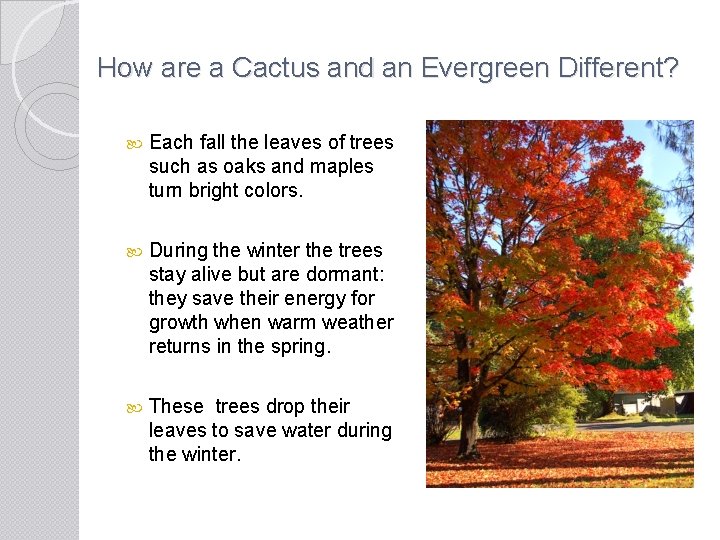 How are a Cactus and an Evergreen Different? Each fall the leaves of trees