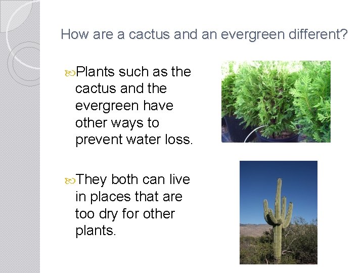 How are a cactus and an evergreen different? Plants such as the cactus and