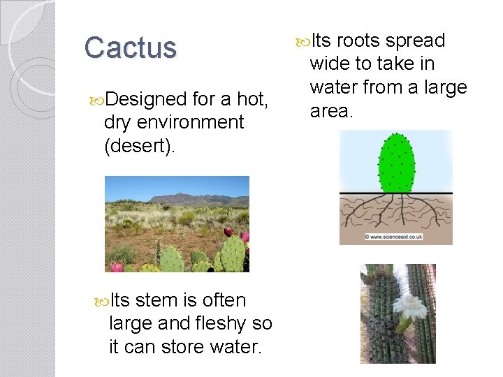 Cactus Designed for a hot, dry environment (desert). Its stem is often large and