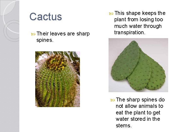 Cactus Their leaves are sharp spines. This shape keeps the plant from losing too