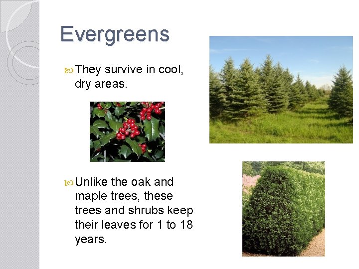 Evergreens They survive in cool, dry areas. Unlike the oak and maple trees, these