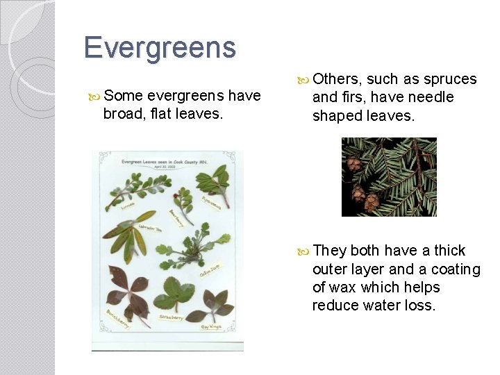 Evergreens Some evergreens have broad, flat leaves. Others, such as spruces and firs, have