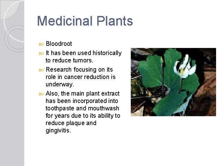 Medicinal Plants Bloodroot It has been used historically to reduce tumors. Research focusing on