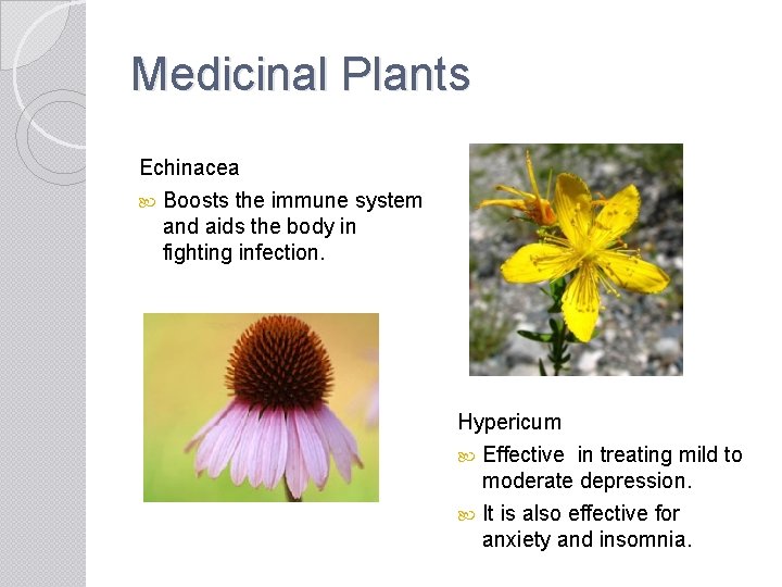 Medicinal Plants Echinacea Boosts the immune system and aids the body in fighting infection.