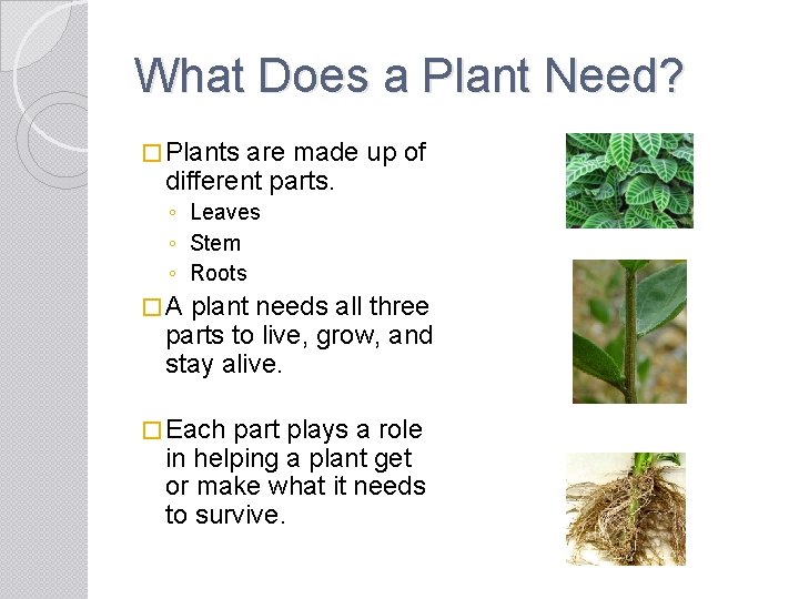 What Does a Plant Need? � Plants are made up of different parts. ◦