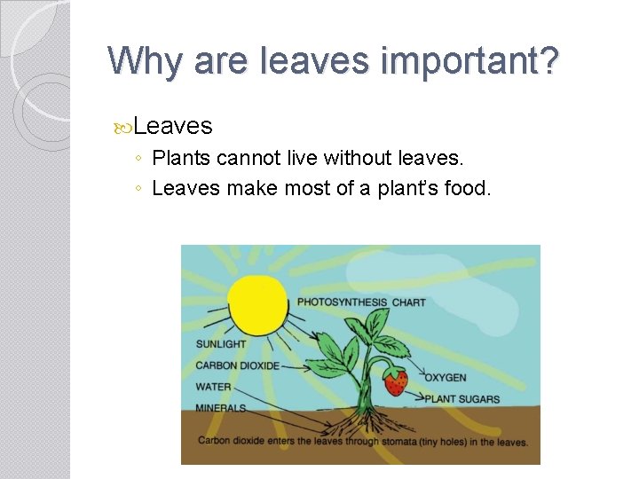 Why are leaves important? Leaves ◦ Plants cannot live without leaves. ◦ Leaves make