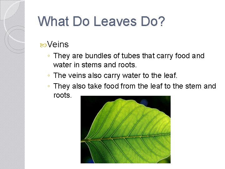 What Do Leaves Do? Veins ◦ They are bundles of tubes that carry food