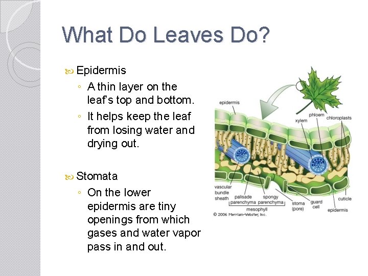 What Do Leaves Do? Epidermis ◦ A thin layer on the leaf’s top and