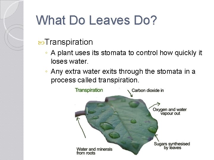 What Do Leaves Do? Transpiration ◦ A plant uses its stomata to control how