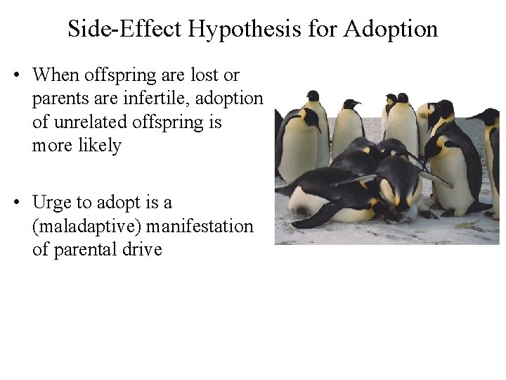 Side-Effect Hypothesis for Adoption • When offspring are lost or parents are infertile, adoption
