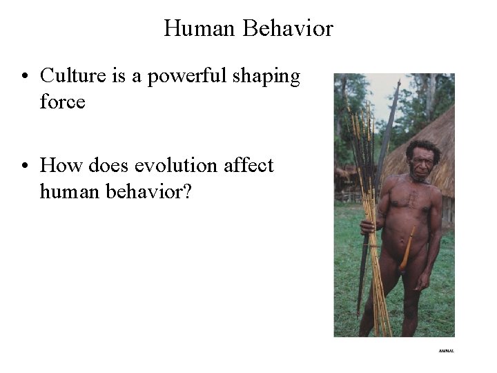 Human Behavior • Culture is a powerful shaping force • How does evolution affect