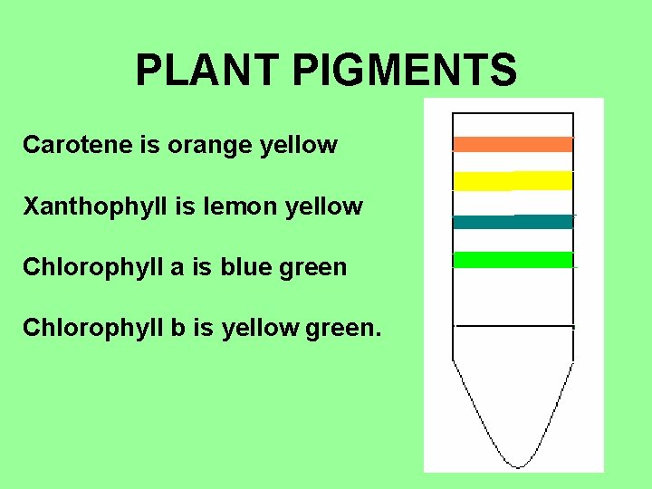 PLANT PIGMENTS Carotene is orange yellow Xanthophyll is lemon yellow Chlorophyll a is blue