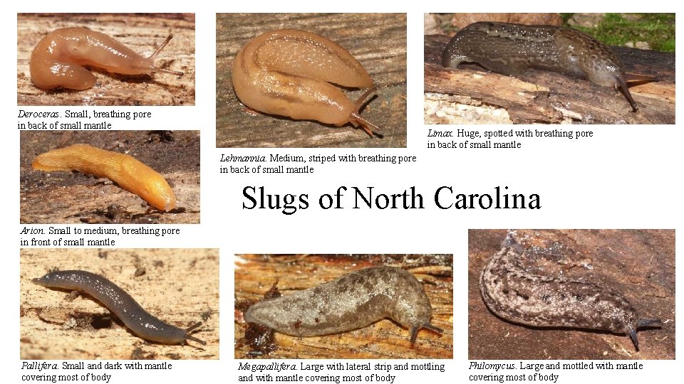 Deroceras. Small, breathing pore in back of small mantle Limax. Huge, spotted with breathing