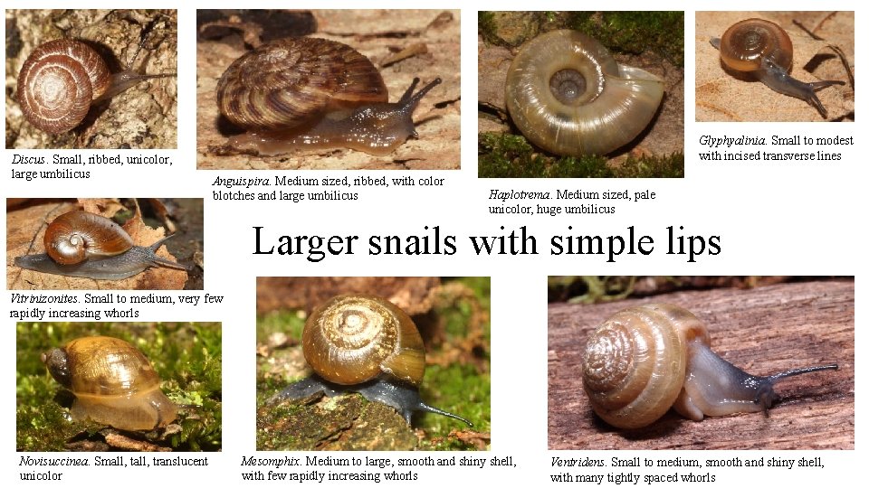 Discus. Small, ribbed, unicolor, large umbilicus Glyphyalinia. Small to modest with incised transverse lines