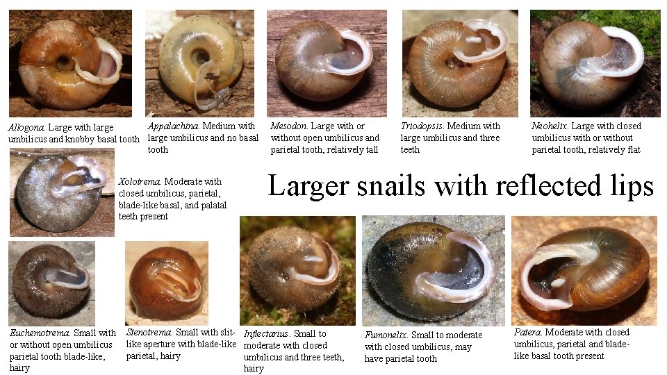 Appalachina. Medium with Allogona. Large with large umbilicus and knobby basal tooth large umbilicus