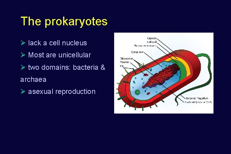 The prokaryotes Ø lack a cell nucleus Ø Most are unicellular Ø two domains: