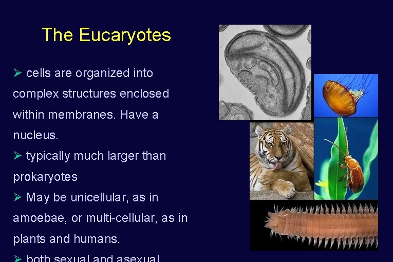 The Eucaryotes Ø cells are organized into complex structures enclosed within membranes. Have a