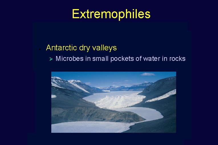 Extremophiles ● Antarctic dry valleys: Ø Microbes in small pockets of water in rocks