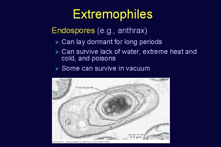 Extremophiles ● Endospores (e. g. , anthrax) Ø Ø Ø Can lay dormant for