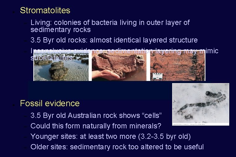● Stromatolites – – – ● Living: colonies of bacteria living in outer layer