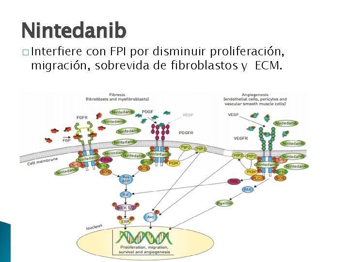 Nintedanib � Interfiere con FPI por disminuir proliferación, migración, sobrevida de fibroblastos y ECM.