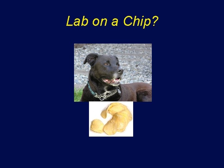 Lab on a Chip? 