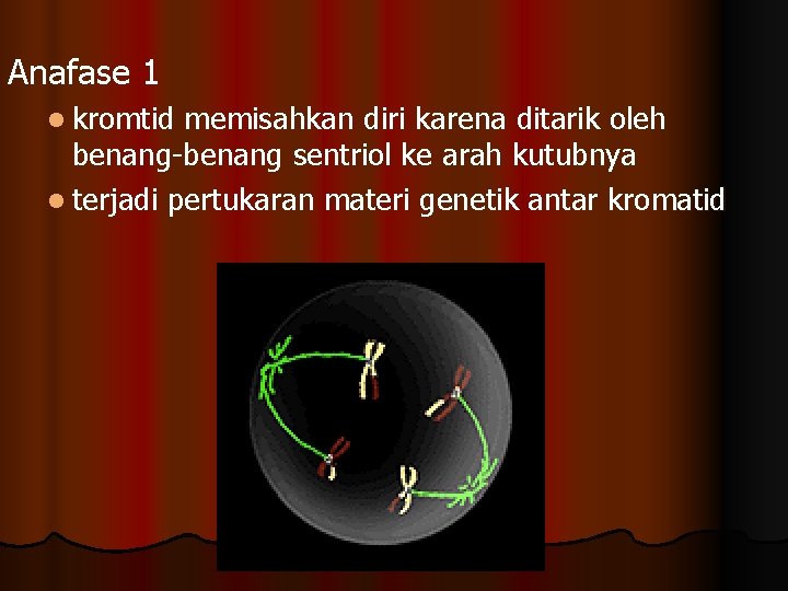 Anafase 1 l kromtid memisahkan diri karena ditarik oleh benang-benang sentriol ke arah kutubnya