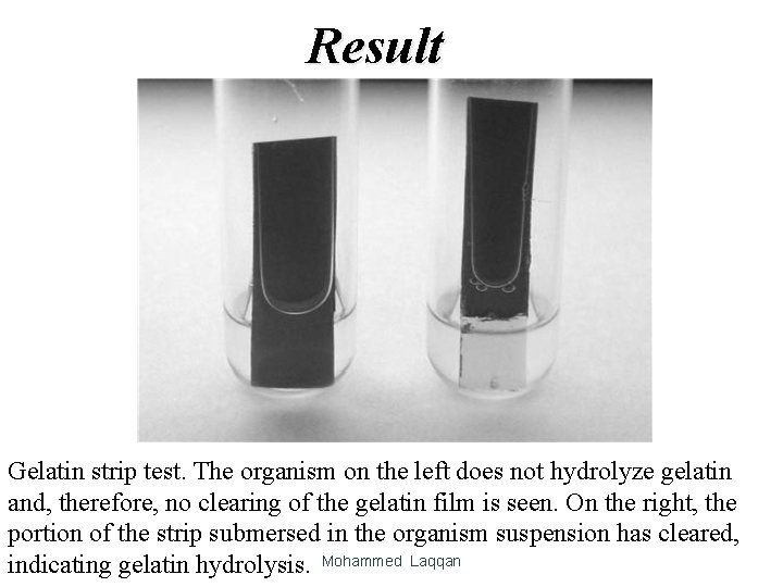 Result Gelatin strip test. The organism on the left does not hydrolyze gelatin and,