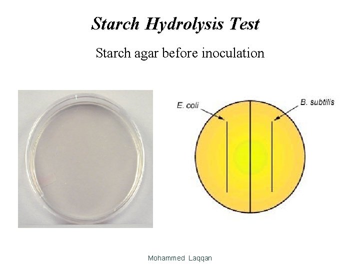 Starch Hydrolysis Test Starch agar before inoculation Mohammed Laqqan 