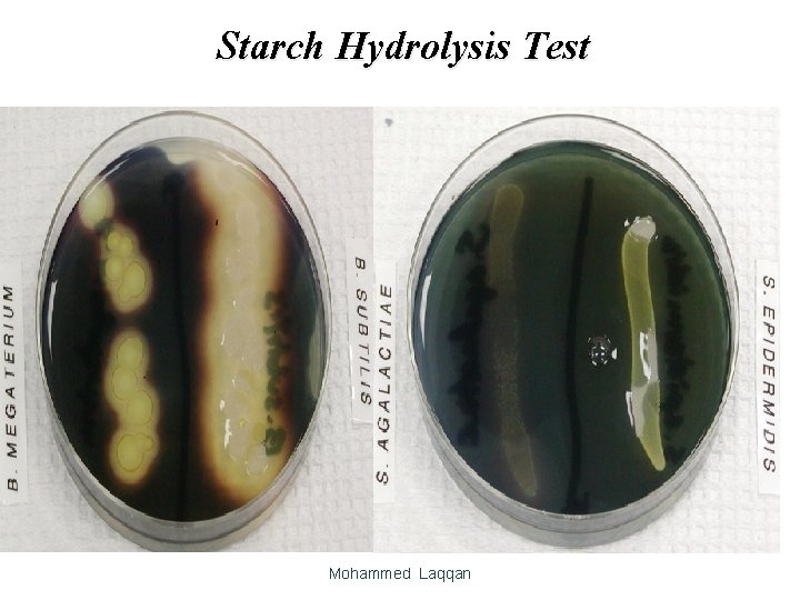 Starch Hydrolysis Test Mohammed Laqqan 