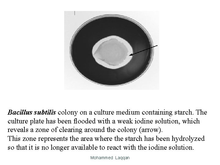 Bacillus subtilis colony on a culture medium containing starch. The culture plate has been