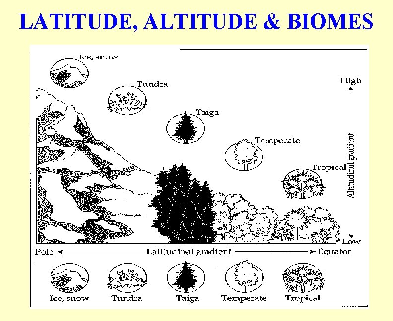 LATITUDE, ALTITUDE & BIOMES 